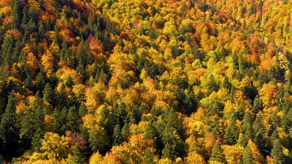 Autumn mountain forest. Scenic Aerial View of Autumn Colors, Trees, Forests.