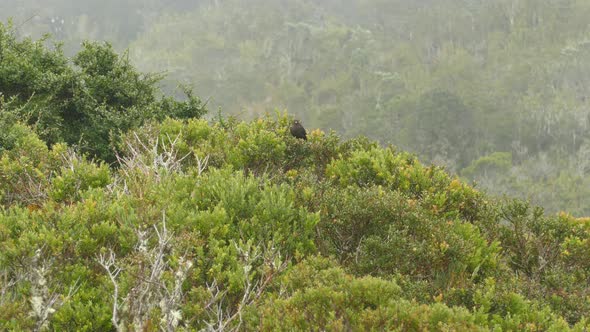 Black-faced solitaire sits on top of the trees eating berries. Exotic Costa Rican wildlife animals