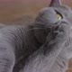 British Cat Laying On The Floor And Cleaning It Self. - VideoHive Item for Sale