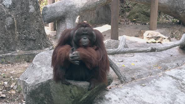 Large Orangutan Monkey Leader Sits on Gray Rock and Rests