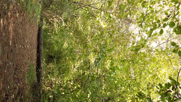 Vertical Video of the Forest on an Autumn Day Slow Motion