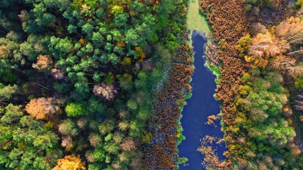 Top down view of lake and swamps in autumn