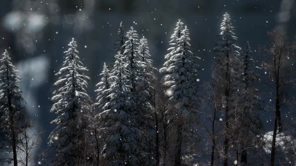 Misty Fog in Pine Forest on Mountain Slopes