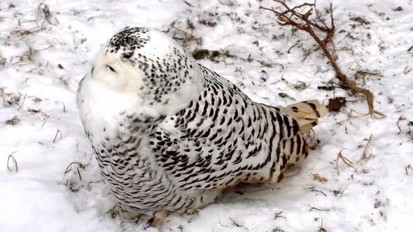 Arctic White Owl