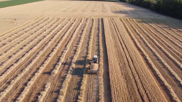 The Tractor Takes the Trailer with Grain From the Field From the Combine Which Reaps Wheat.