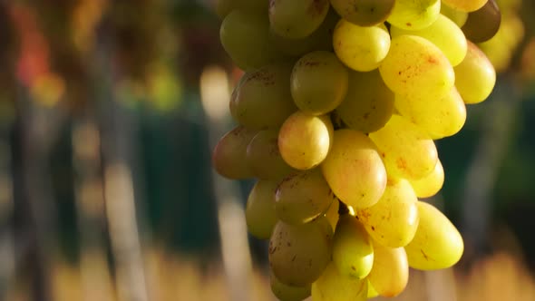 Ripe yellow grapes bunch on grapevine stem in golden sunshine close up