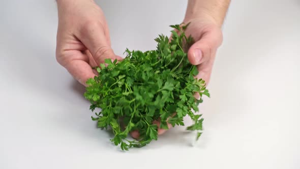 Male hands putting fresh green parsley leaves.