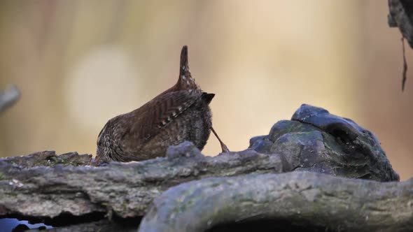 A Small Eurasian Wren Sits on the Tree Branch the Only Member of the Wren Family