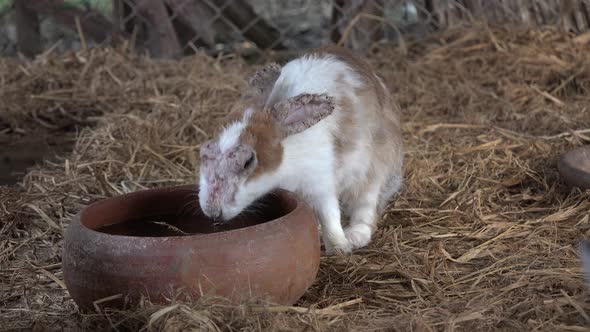 A very sad and sick looking rabbit, drinking water.