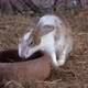 A very sad and sick looking rabbit, drinking water. - VideoHive Item for Sale