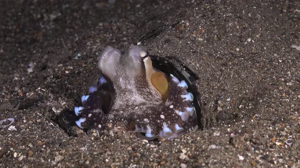 Coconut Octopus changing color while buried in glass jar hidden in sandy reef shelf.