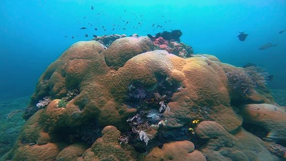camera circling a big colorful coral bommie (structure) with fish habitants in blue water with sun r