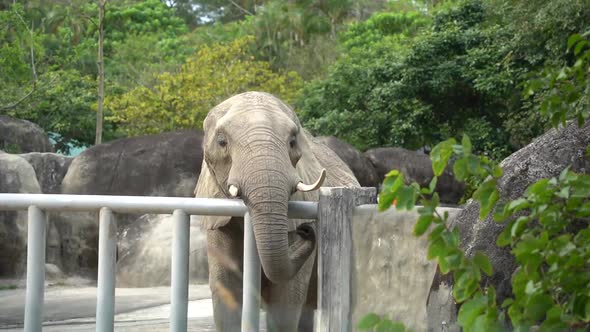 Cute Elephant at Taipei Zoo Taiwan.