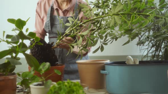 Female gardener uprooting Schefflera arboricola plant