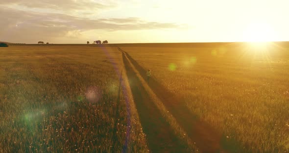 Sporty Child Runs Through a Green Wheat Field