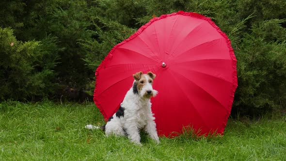 A Trained Wirehaired Fox Terrier Posing Near an Open Red Umbrella