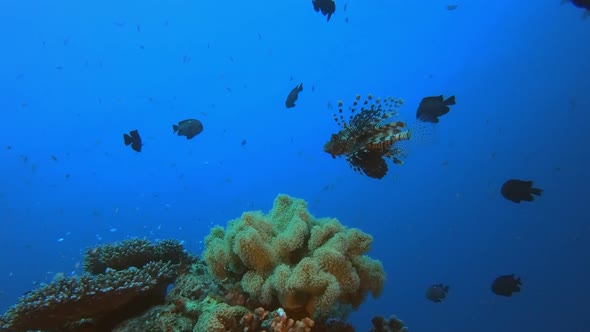 Tropical Underwater Fish Reef