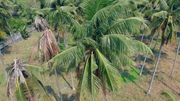 Strong Tropical Wind Sways Green and Dry Palm Branch Tops