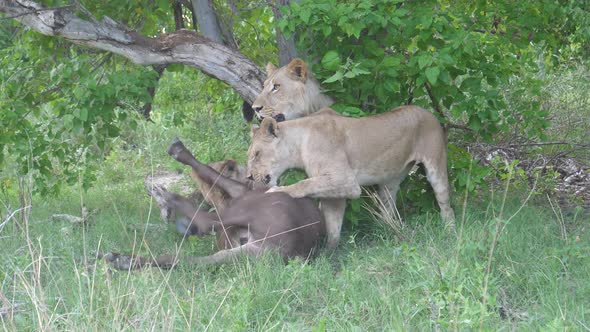 Young lions killing a young african buffalo who is still alive