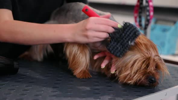 Pet Grooming. Groomer Brushing And Drying Wet Dog With Dryer