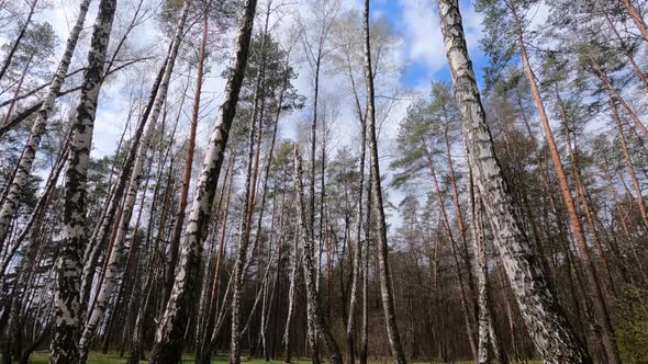 Forest with Birches in the Afternoon
