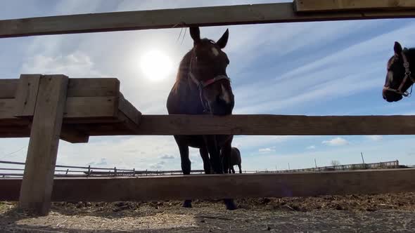 A Large Horse Eating Fodder From a Manger in Backlight From the Sun on the Street