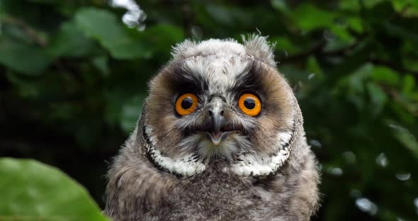 Long Eared Owl, asio otus, Portrait of Adult, Normandy in France, Slow motion 4K