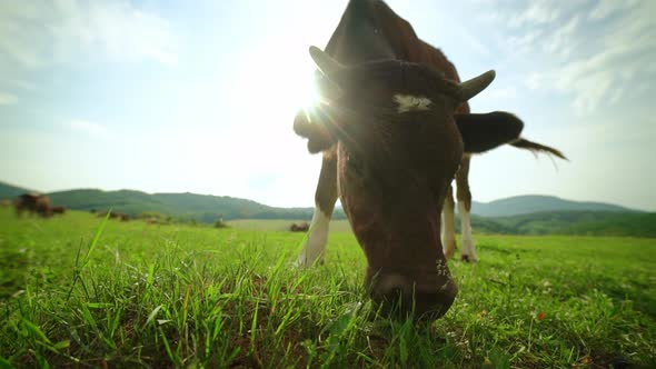 Extreme Closeup of a Curious Dairy Cow