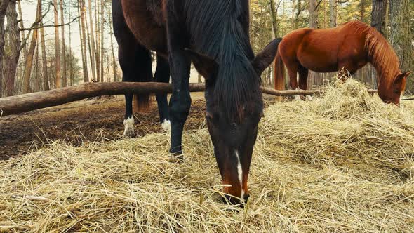 Black and Brown Horses Eating Hay Outdoors  Close View