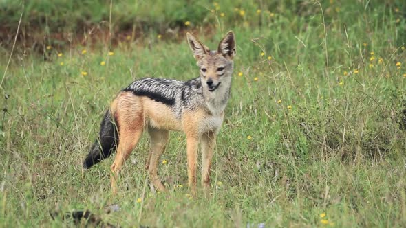 Black-backed Jackal Standing On The Grassland With Wild Flowers And Looking For its Prey In El Karam