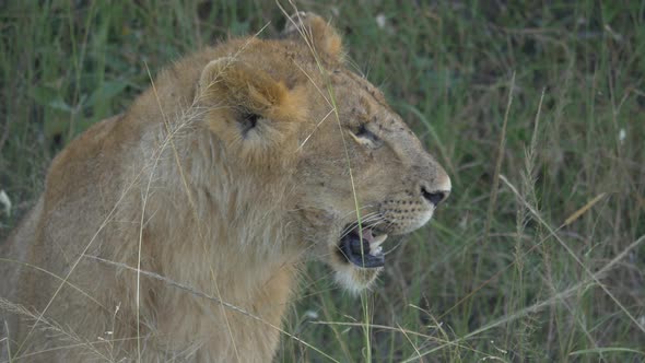 Close up view of a female lion
