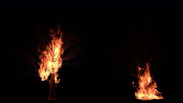 The tree was on fire alt