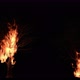 The tree was on fire - VideoHive Item for Sale