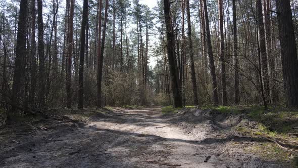 Road in the Forest During the Day Slow Motion