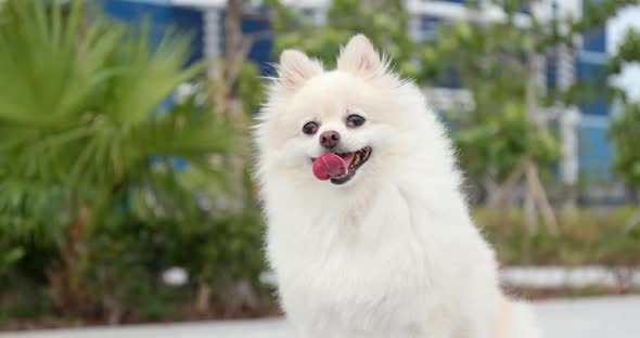 Cute white pomeranian in the city of Hong Kong