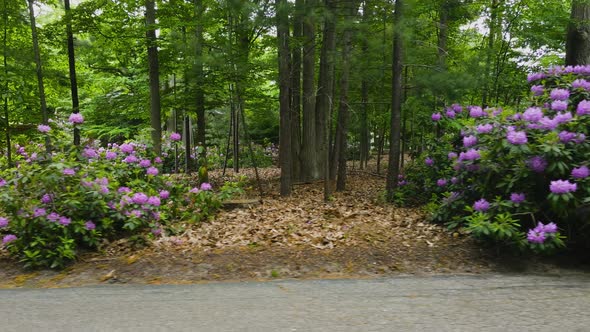 Rightward motion across bushes of Rhododendrons.