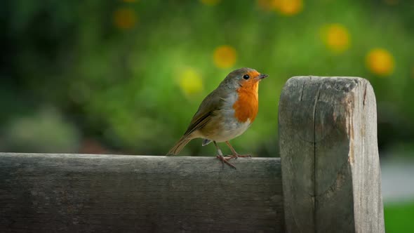 Robin Hopping On Bench In Sunny Garden