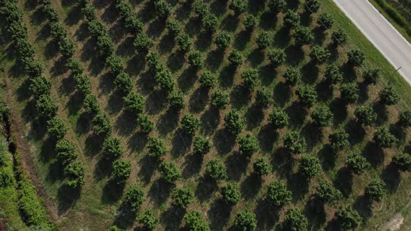 Hazelnut trees agriculture cultivation field