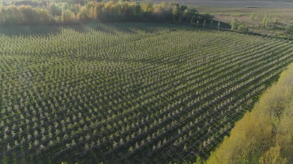 Countryside Beautiful View of the Plantation of Young Apple Trees Apple Orchard From a Height