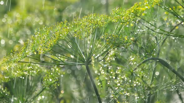 Inflorescence of Dill Under Rain