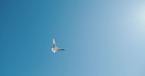 Seagulls White Birds Fly Against the Blue Sky and Sun