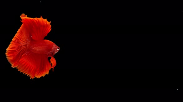 Siamese fighting fish (Betta splendens)