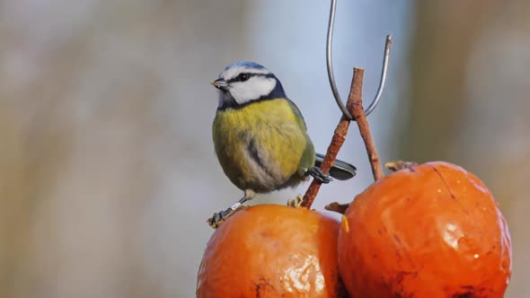 Great Tit Sits on the Branch of Hanging Fruit Eats Fruit in Natural Reserve Park