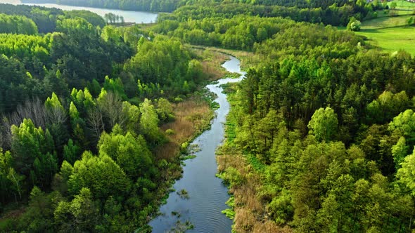 Aerial view of green forest and river in summer, Poland