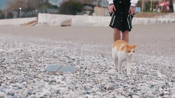 A Cute Whiteorange Cat Walks on Pebbles on the Beach Next to a Sadhu Board