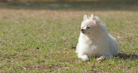 Cute pomeranian dog lying on the green lawn