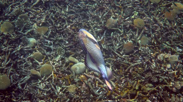 Underwater Video of Titan Triggerfish or Balistoides Viridescens in Gulf of Thailand