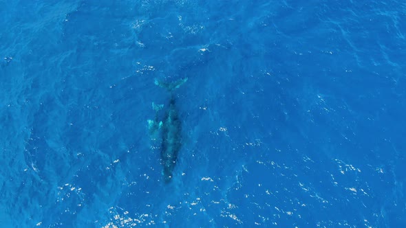 mother and calf humpback whales swimming below the surface of ocean in hawaii