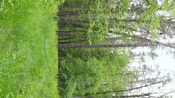 Vertical Video of a Forest with Pine Trees