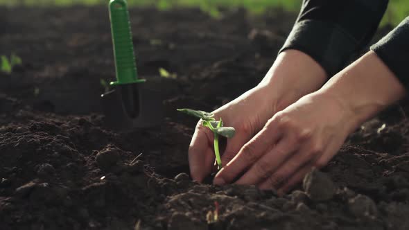 Agriculture. Farm Female Hands Are Planted Dipped Into The Soil Green Fresh Sprout Germ Crop